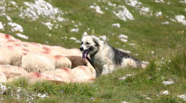 numarul cainilor de la stana stabilit prin lege la ce amenzi se expun ciobanii