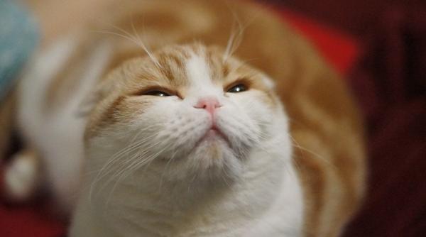 siberia o pisica favorita in sondajele pentru alegerile locale