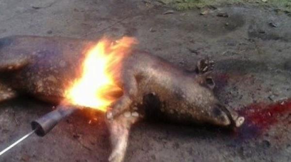 trupe swat in alerta din cauza unei familii de romani din chicago