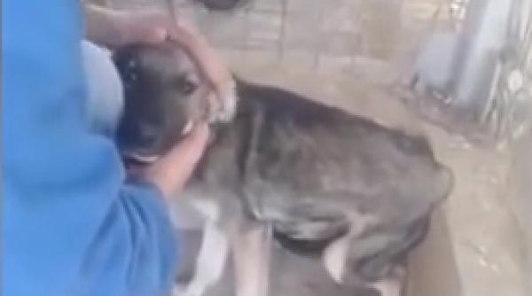 sfa ietor reac ia unui caine maltratat din romania cand a fost mangaiat video
