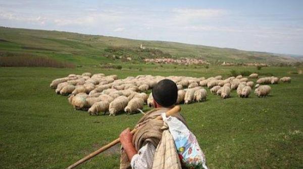 bancul zilei un cioban vine la medic pentru un certificat