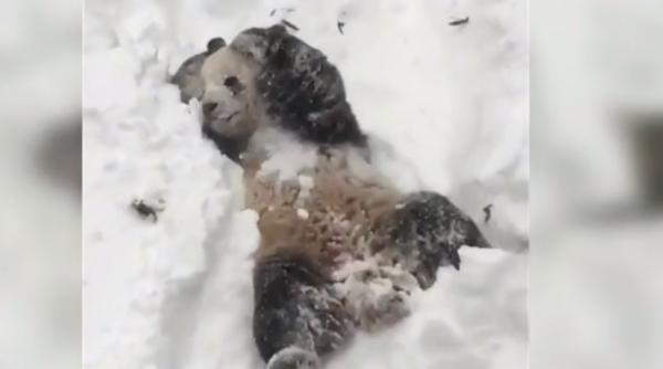 urs panda distrac ie pe cinste in zapada video