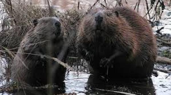 ministrul palmer castorii nu afecteaza construc ia aeroportului ghimbav