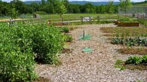 erbicid destinat gradinilor de flori i legume lansat in romania