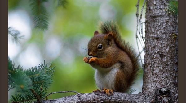 o primarie din romania nu cumpara doar casuta pentru veverite ci si veverite