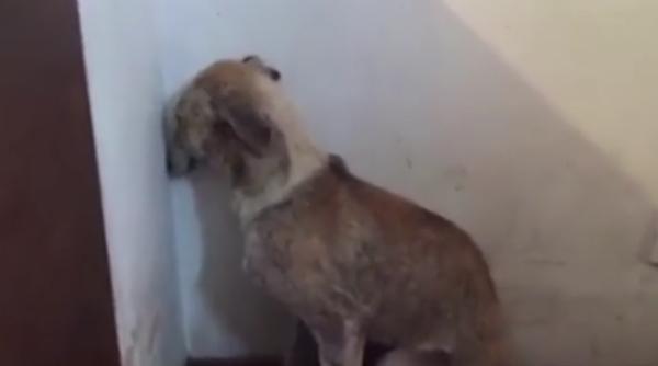 ci elu a abuzata care nu are curajul sa se uite la nimeni video emo ionant