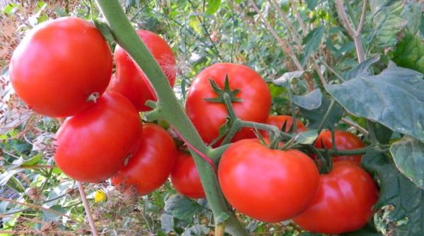 bancul zilei ion i maria gradinari