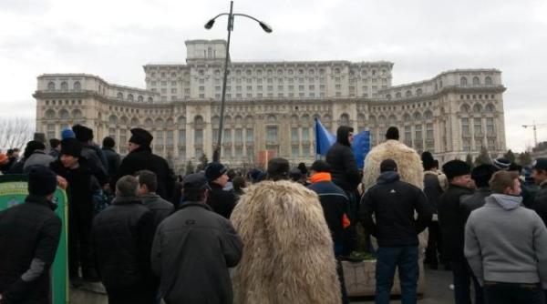 ciobanii se intorc la parlament acord cu privire la numarul de caini