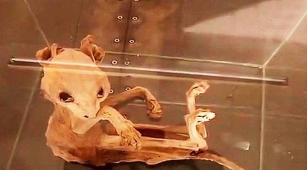 descoperire bizara facuta de oamenii de tiin a a fost ascunsa secole intr un subsol foto