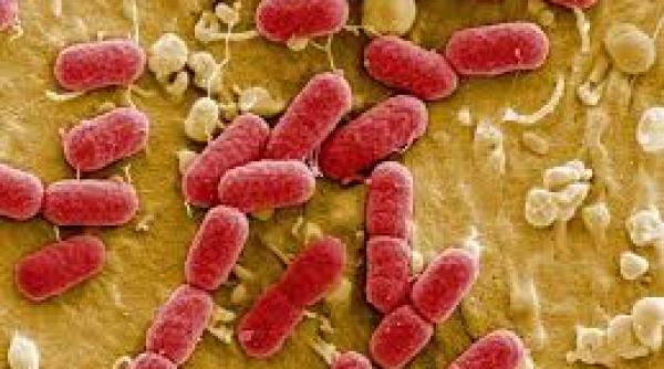 o bacterie e coli a ucis 53 de persoane in germania care a fost sursa