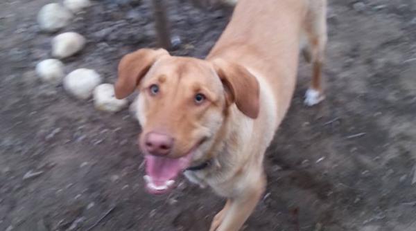 o noua descoperire a cercetatorilor despre cainele de companie