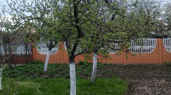 barbat din botosani descoperire bomba in gradina sa