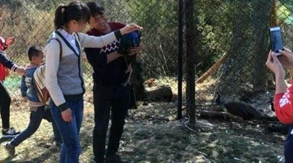 paun dintr o specie rara mort de frica la o gradina zoologica