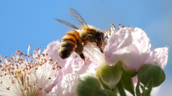 produc ia alimentara in pericol ca urmare a amenin arilor la adresa albinelor