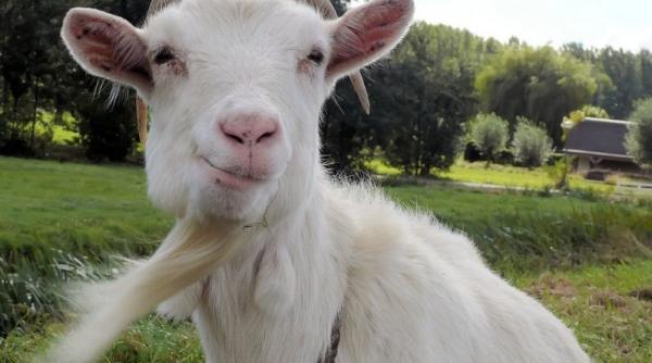 concediere bizara 75 de capre date afara pentru ca nu si au facut bine treaba