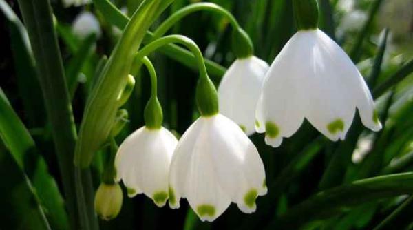 prognoza meteo vremea de martisor