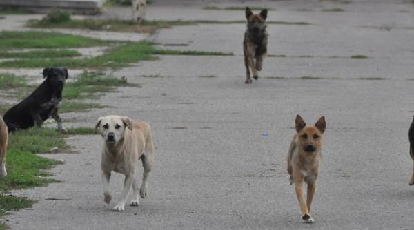 barbat sfa iat de caini la ramnicu valcea