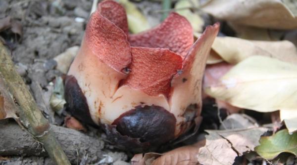 descoperire intamplatoare demna de cartea recordurilor