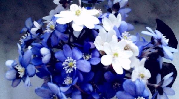 poli ia romana mai i mapn urari speciale de 1 martie