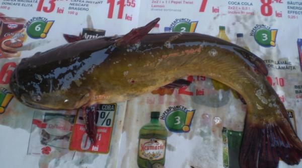 perchezitii dna fraude comise cu somn african