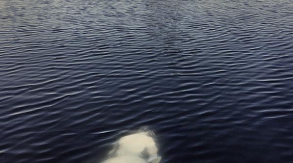 imagine fantomatica care i a ingrozit pe localnici la suprafa a unui lac