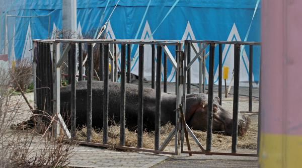 animale de circ in stare deplorabila in parcarea unui hipermarket