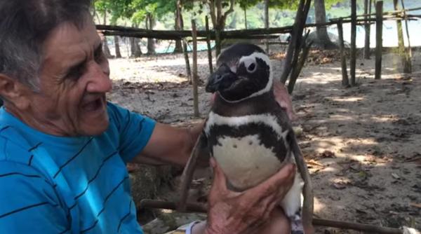 povestea incredibila dintre un pinguin i salvatorul sau video