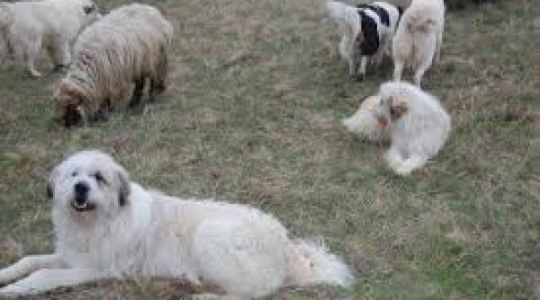 baiat de 9 ani gasit mort langa o stana muscat de caini