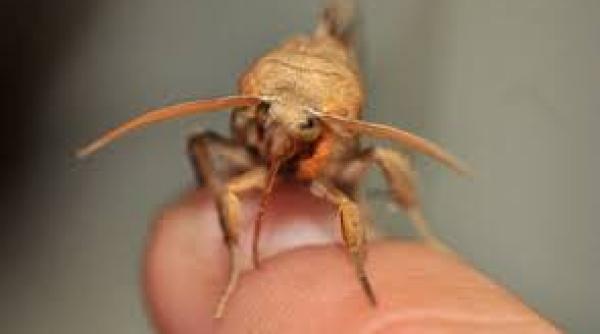 bancul zilei o blonda cauta o solu ie pentru molii