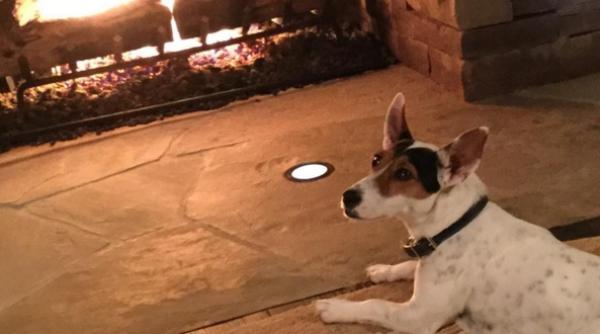 o celebra creatoare de moda i a clonat ca elul