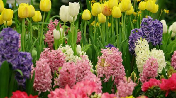 prognoza meteo cand se intorc ninsorile