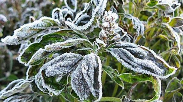 informare meteorologica temperaturi negative bruma ploi vant i ninsori