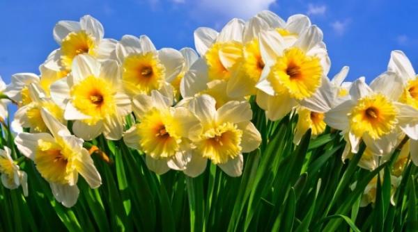 top cele mai otravitoare flori