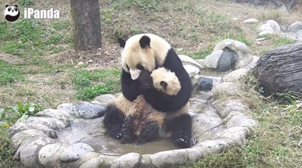 un pui de panda uria incearca din rasputeri sa scape de baie video