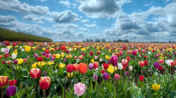 in cazanele dunarii a inflorit laleaua galbena unica in lume