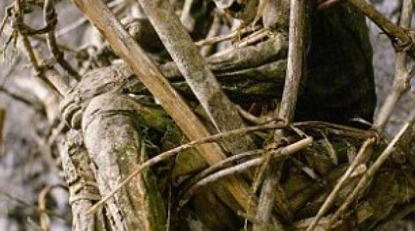 un ritual infrico ator a dus la apari ia claselor sociale studiu de ultima ora