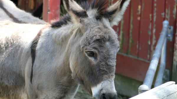 un cioban s a sinucis spanzurandu se de un magar