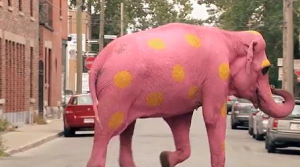 noul candidat al pnl atacat cu elefantul roz