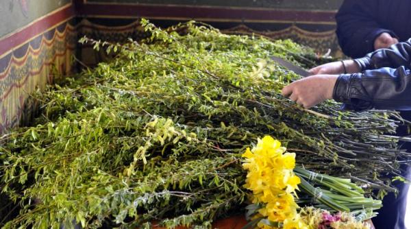 floriile de ce salcia sfin ita este folosita in scopuri terapeutice