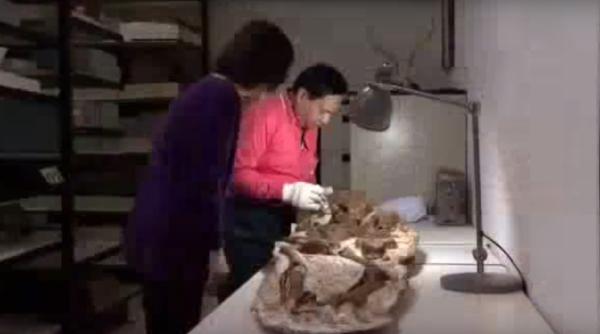 descoperire de senza ie in taiwan to i arheologii au fost oca i