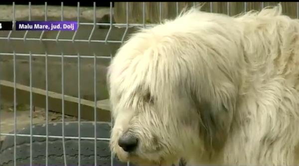 un caine din dolj i i a teapta de cinci ani stapanul mort