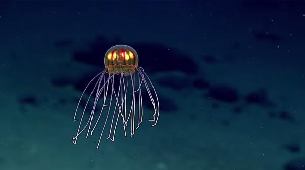 creatura bizara descoperita de cercetatori in adancul oceanului video