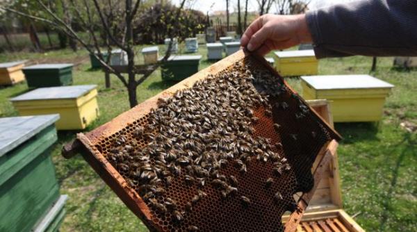 dezastru pentru apicultori pierderile greu de recuperat