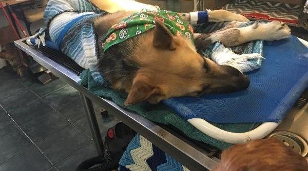 haus cainele erou cum a salvat o feti a de apte ani