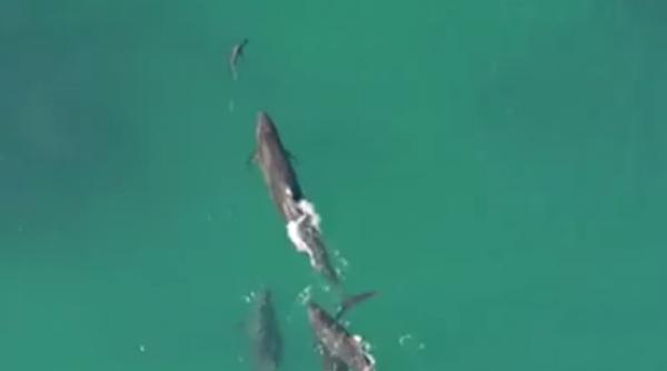 o drona a surprins un moment incredibil  mai multe balene urmaresc un rechin    video
