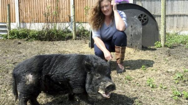 euro 2016 porcul oracol mystic marcus noul prezicator