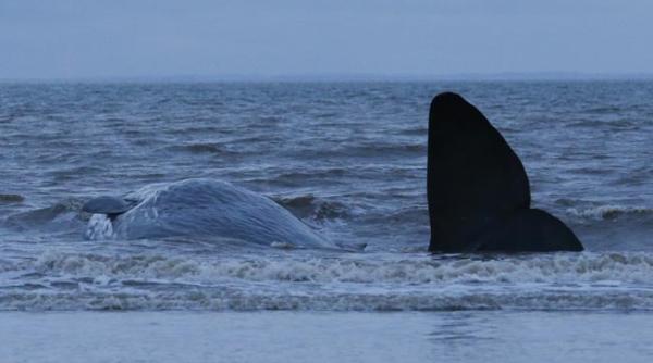 mexic imagini de co mar pe plaja profepa doar trei au fost salvate