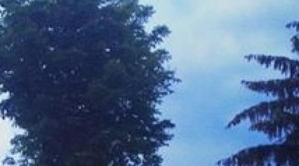 imaginea cu un copac din sibiu virala pe internet foto