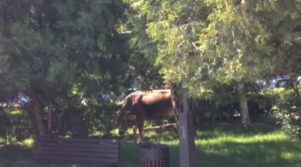 targovi te poli i ti locali solicita i sa ridice o vaca care pa tea in centrul ora ului