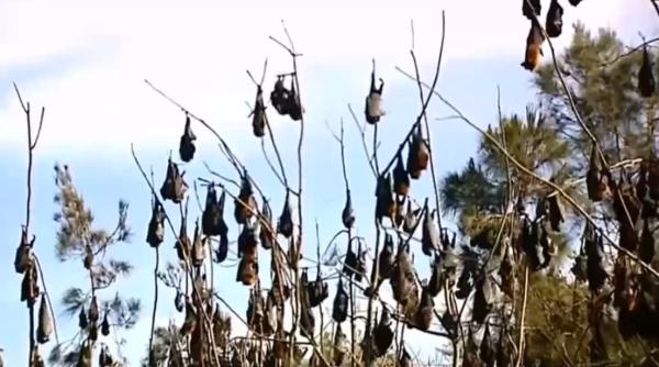 ora invadat de lilieci fenomenul declarat dezastru natural